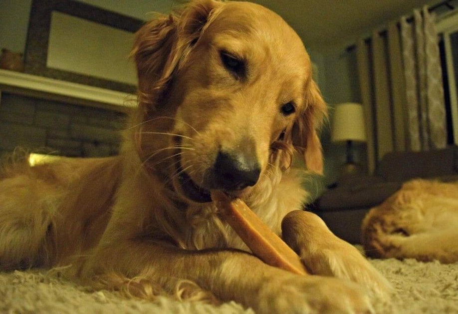 Himalayan Gold Yak Large Dog Chews: The Long-Lasting, All-Natural, High Protein Chew for Dental Health