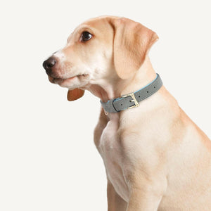 Classic Leather Universal Dog Collar.