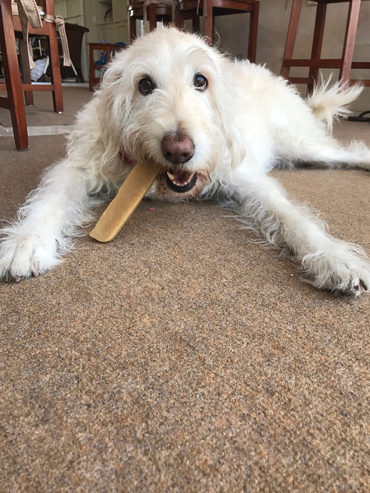 White dog lying on a carpet with a Himalayan yak chew toy in its mouth