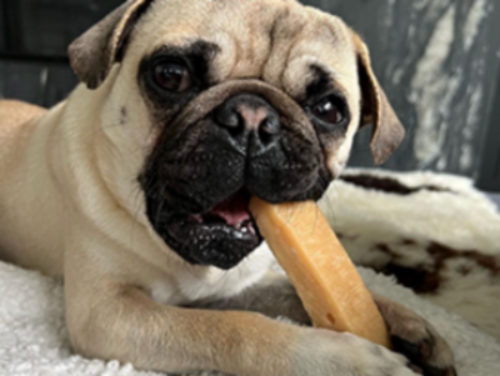 Happy Pug chewing Himalayan Yak Chew