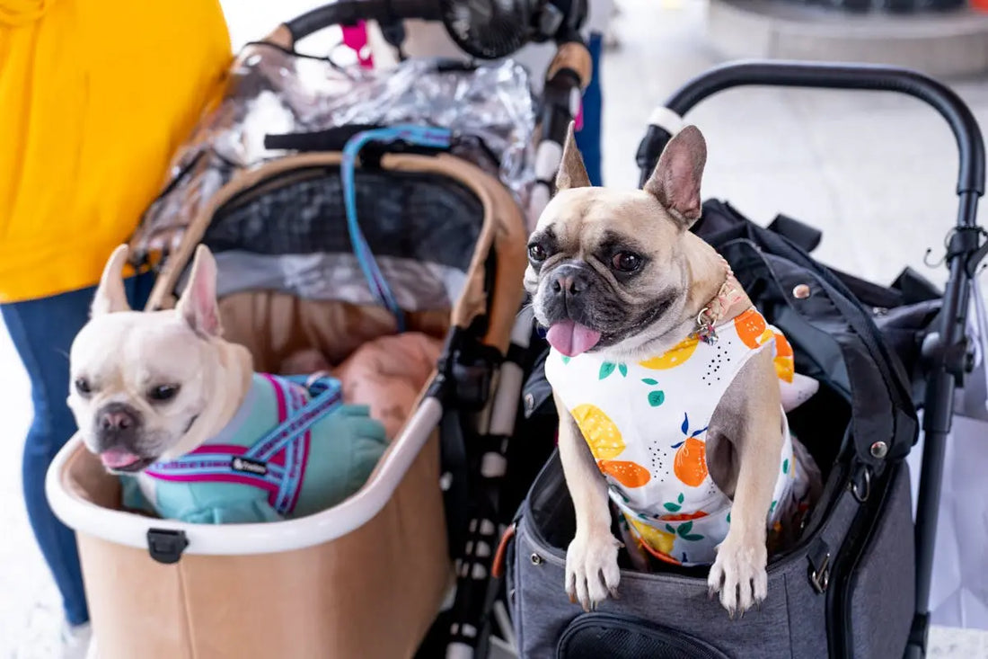 10 Essential Features to Look for in a Dog Stroller