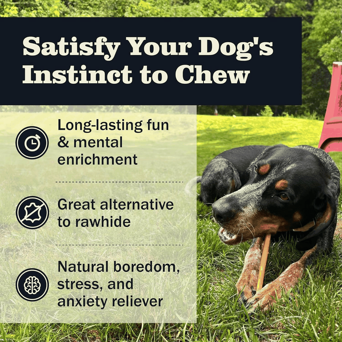 Healthy Bully Sticks for Happy Dogs