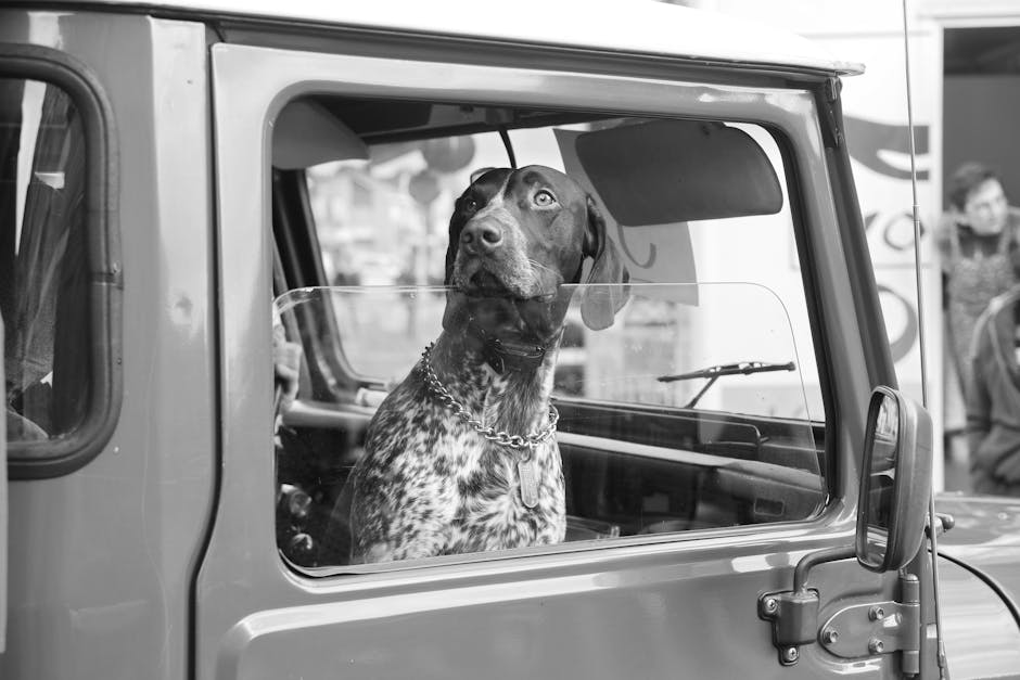 Dog Cargo Cover Best Practices