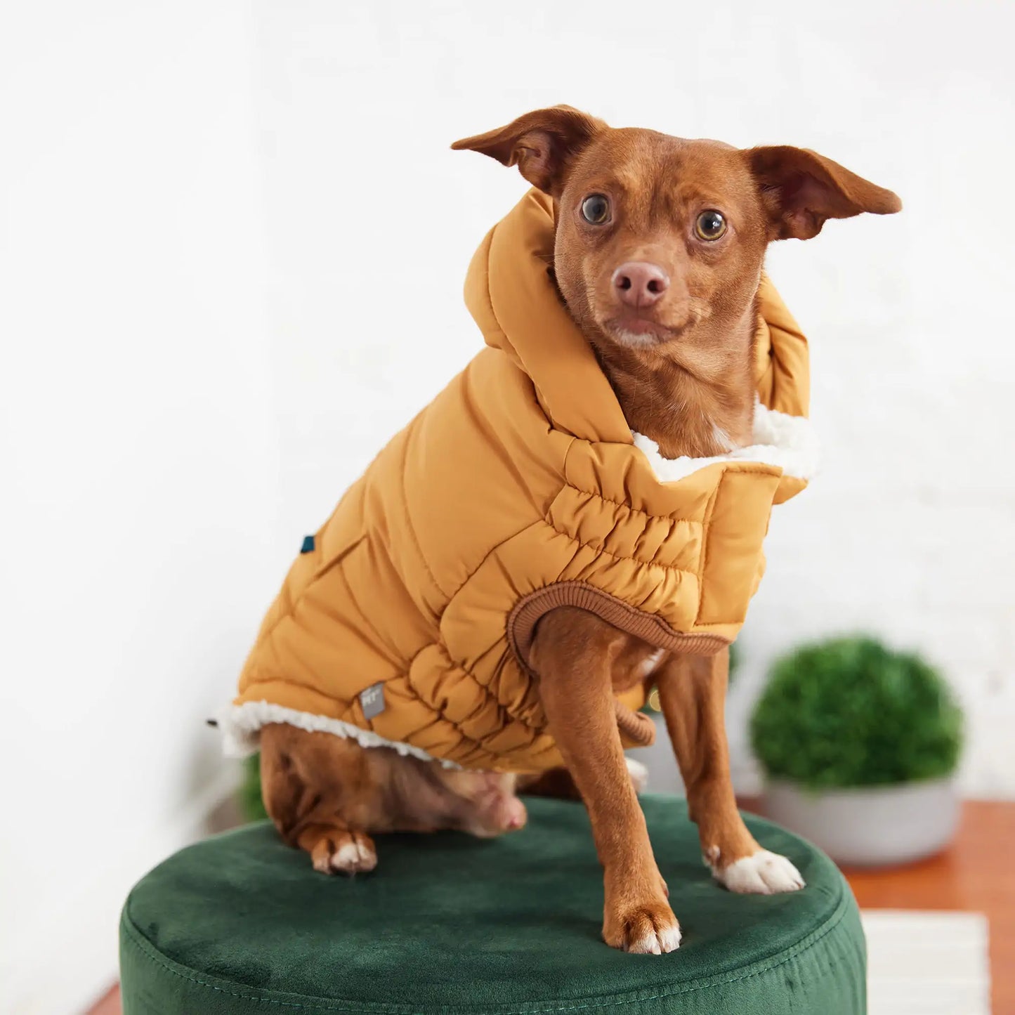 Super Puff Dog Parka Yellow Luxury Winter Pet Coat