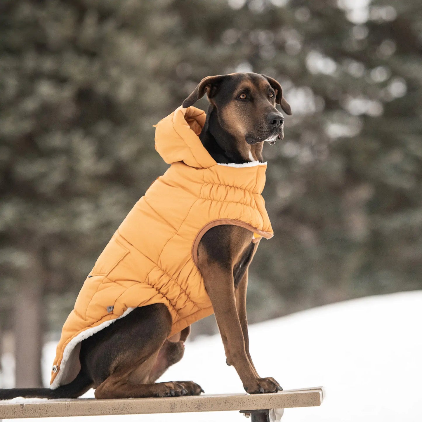 Super Puff Dog Parka Yellow Luxury Winter Pet Coat