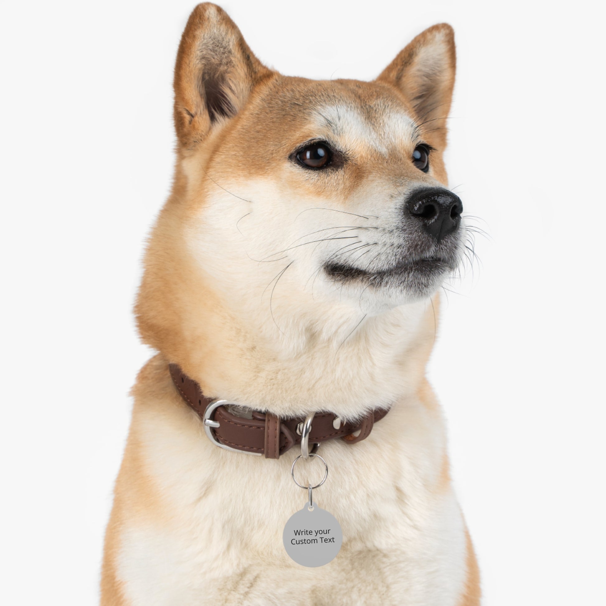 Dog wearing a collar with a tag on a white background