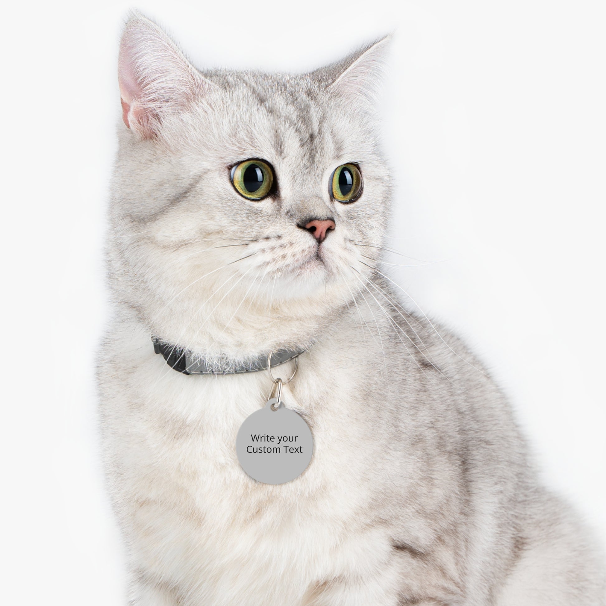 Cat wearing a collar with a name tag on a white background