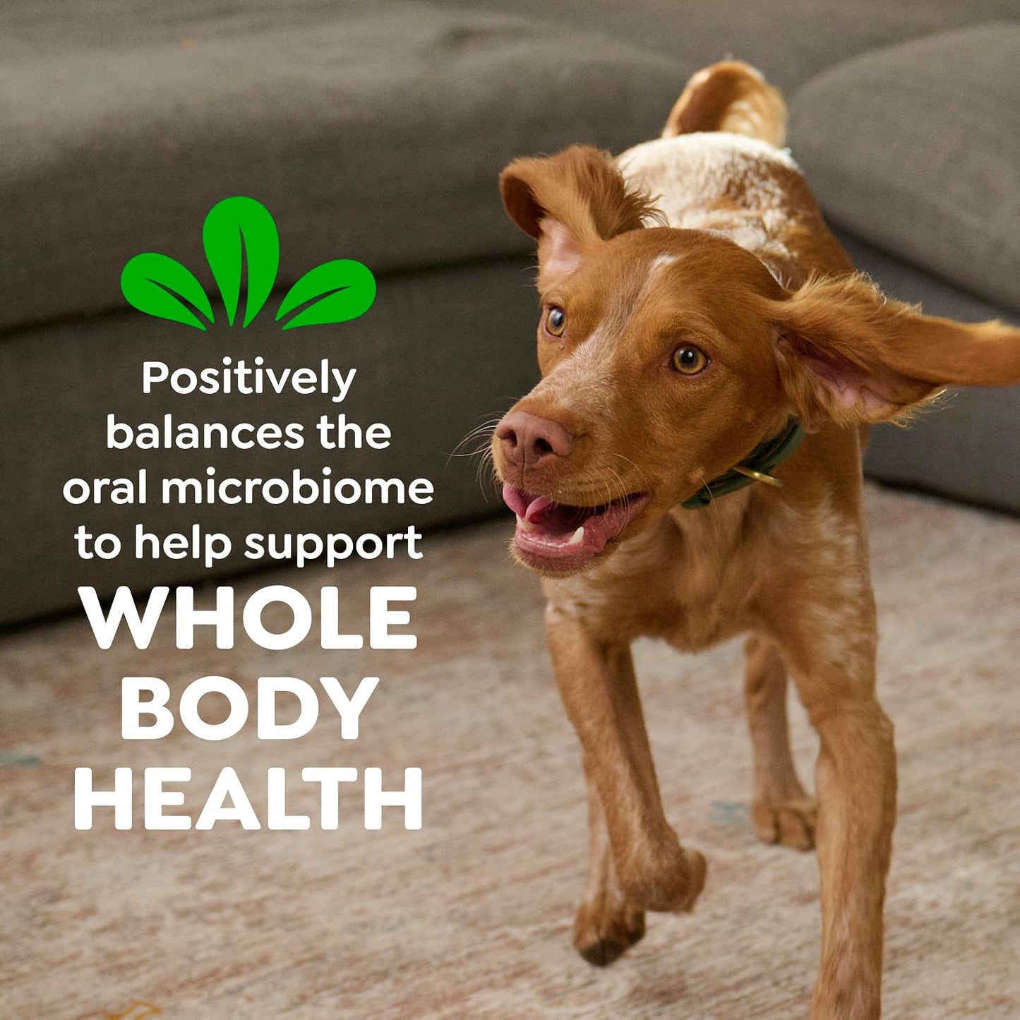 GREENIES® Daily Dental Chews for Regular Dogs (25–50 lb)