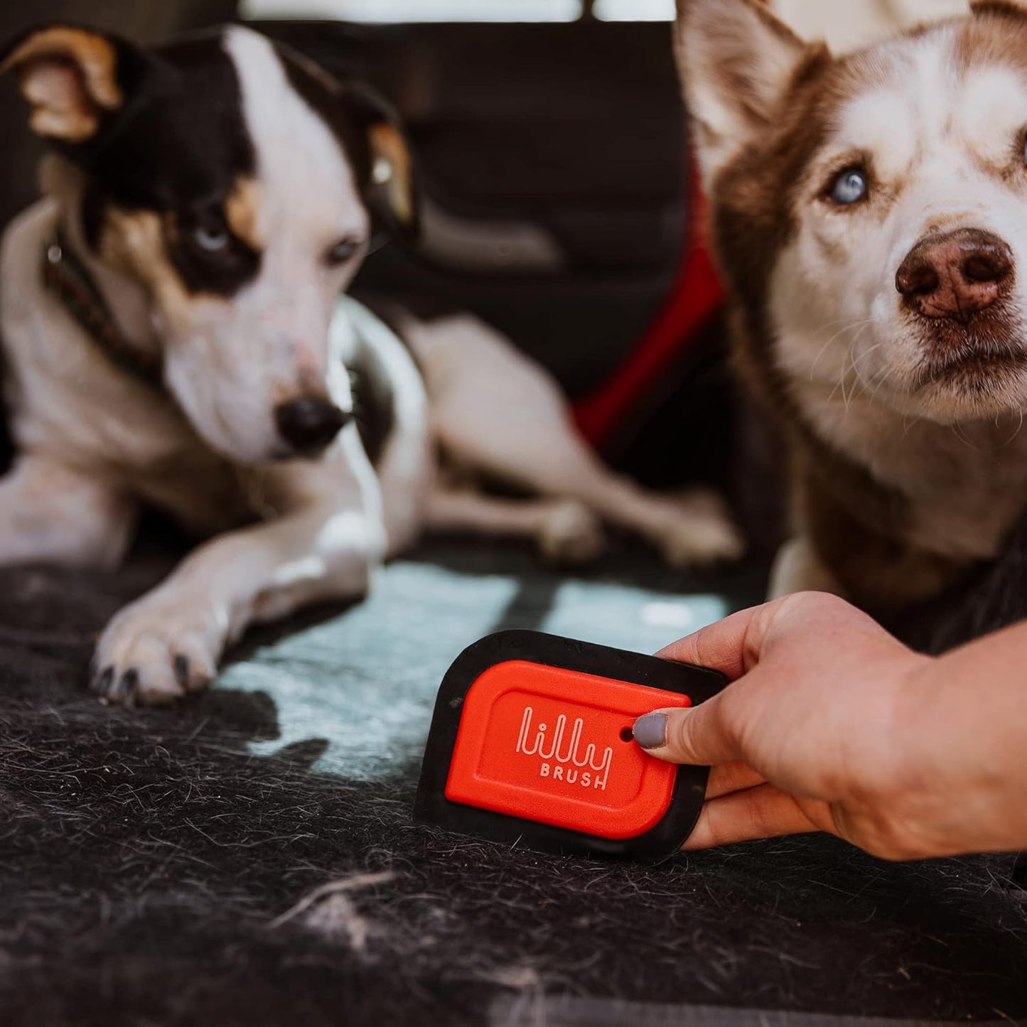 Person holding a red device with 'Lilly' branding in front of two dogs.