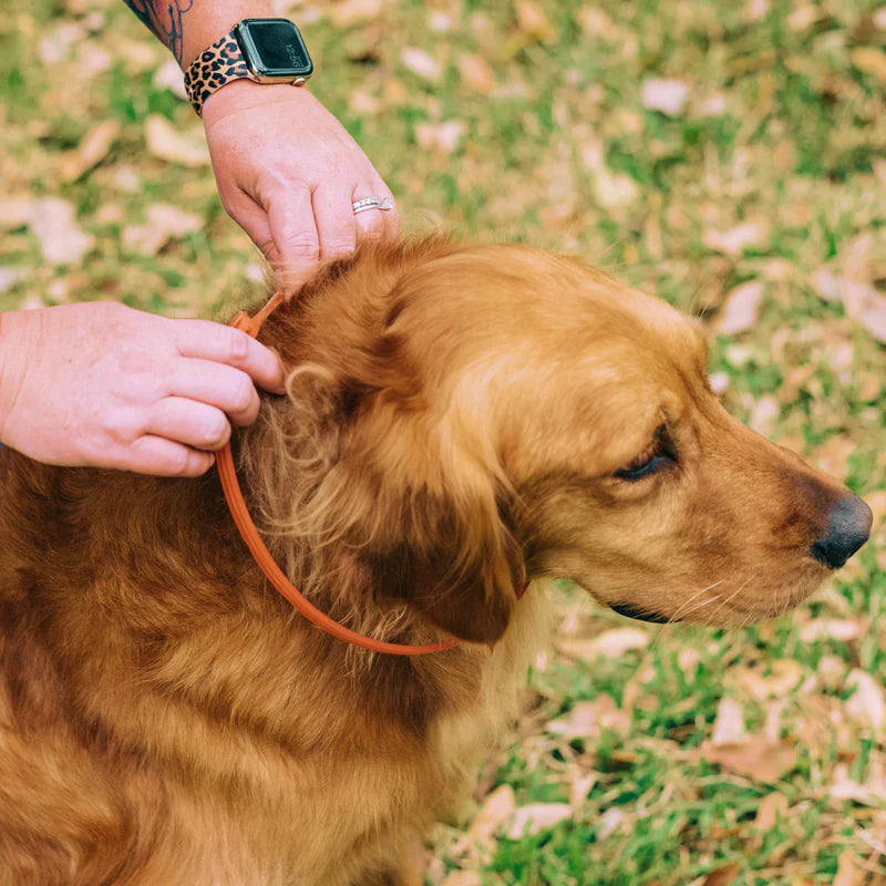 Wondercide® 4-Month Flea & Tick Collar | Dogs + Cats