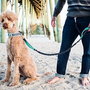 Premium 5ft Hands-Free Dog Leash for Running, Walking & Hiking - Adjustable Bungee Leash with Dual Neoprene Handles for Medium to Large Dogs - Reflective, Shock-Absorbing, with Waist Belt & Free Running Pouch