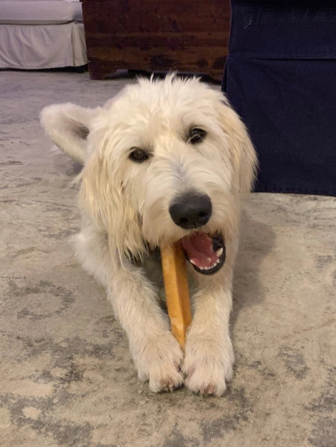 Dog holding a gold yak cheese chew stick in its mouth on a carpeted floor.